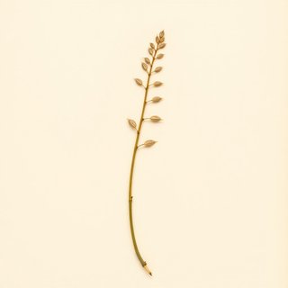 Canavalia gladiata (Sword Bean) — botanical photograph