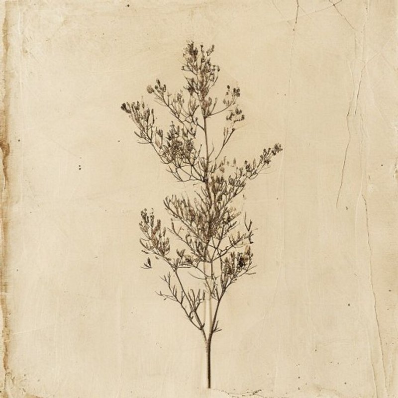 Caragana boisii (Siberian peatree) — botanical photograph