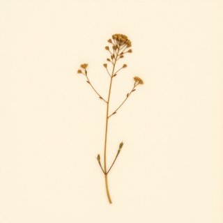 Caragana pygmaea (Pygmy Peashrub) — botanical photograph