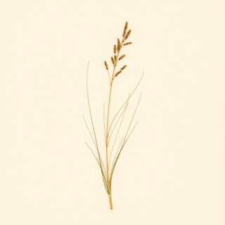 Carex brizoides (Carex brizoides) — botanical photograph