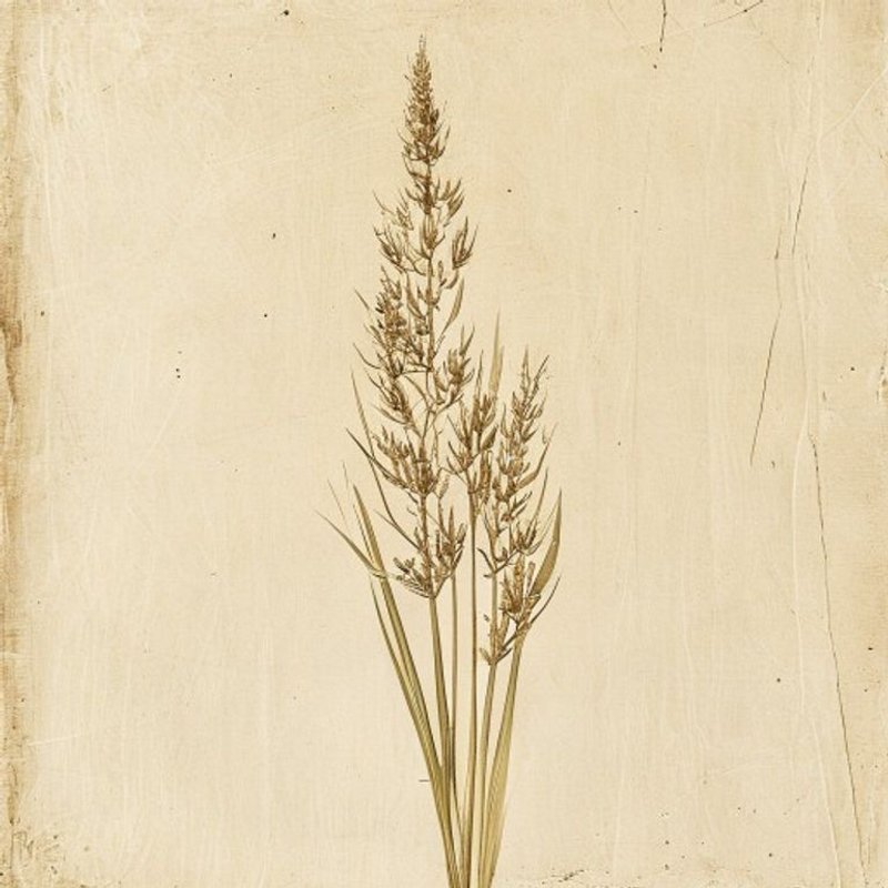 Buxbaum's sedge