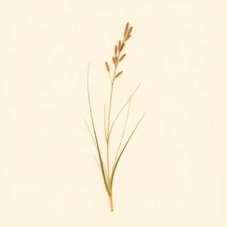 Carex dispalata (Carex dispalata) — botanical photograph