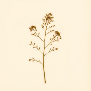 Caryocar brasiliense (Caryocar brasiliense) — botanical photograph