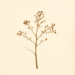 Casuarina equisetifolia (She Oak) — botanical photograph