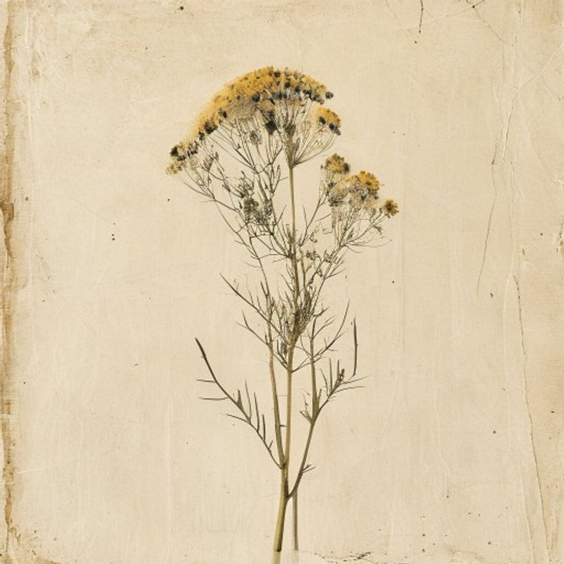 Common Star Thistle
