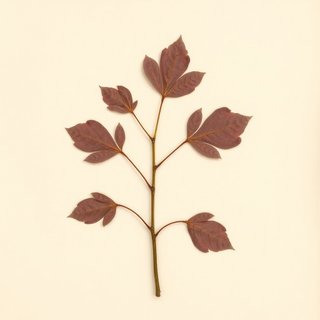 Cercis occidentalis (Western Redbud) — botanical photograph