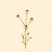 Matricaria chamomilla (Chamomile) — botanical photograph