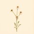 Matricaria chamomilla (Chamomile) — botanical photograph