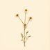 Matricaria chamomilla (Chamomile) — botanical photograph