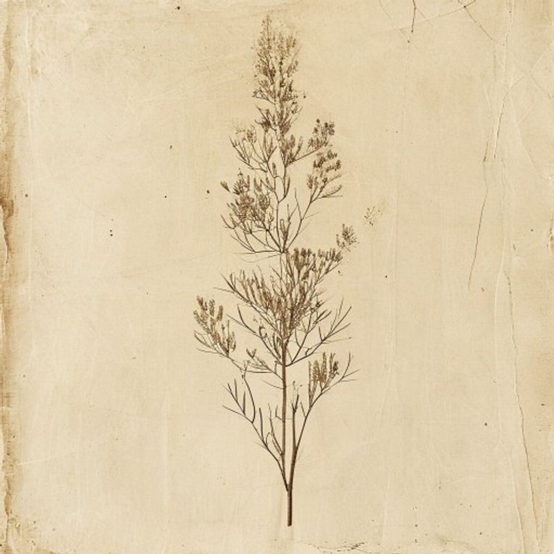Chimonobambusa purpurea