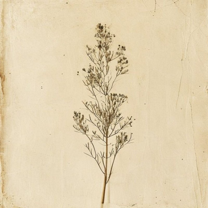 Chondrilla juncea
