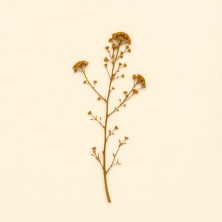 Chrysolepis sempervirens (Dwarf Golden Chinquapin) — botanical photograph
