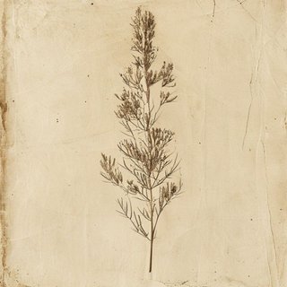 Chusquea quila (Chusquea quila) — botanical photograph