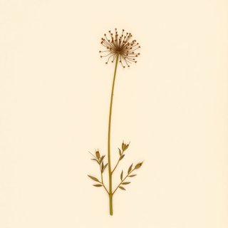 Cirsium oligophyllum (Cirsium oligophyllum) — botanical photograph