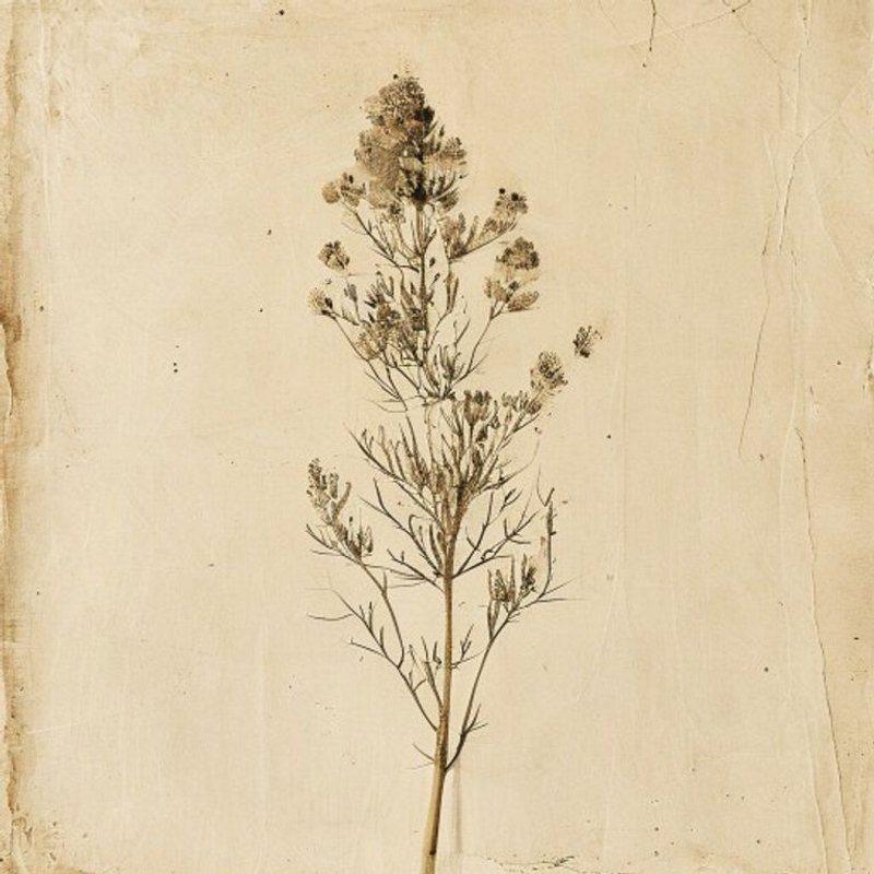 Cirsium setosum (Cirsium setosum) — botanical photograph