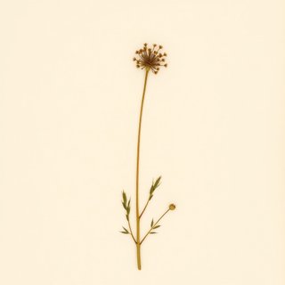 Cirsium spicatum (Cirsium spicatum) — botanical photograph