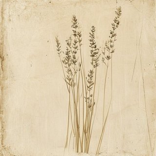 Cladium mariscus (Saw Grass) — botanical photograph
