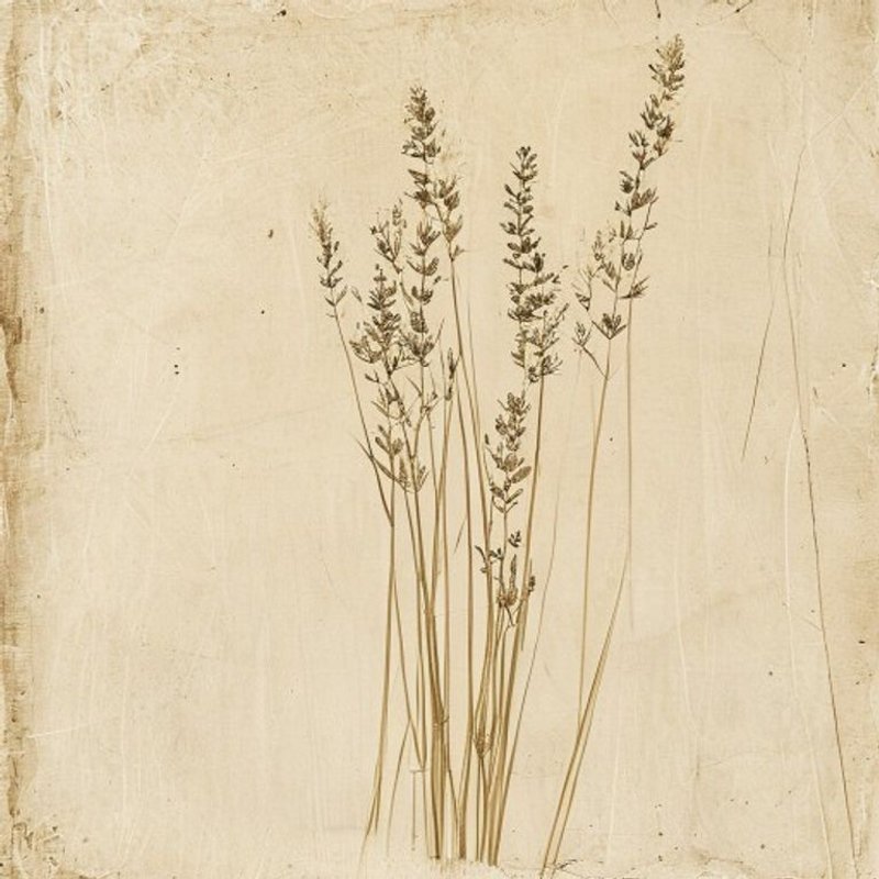 Saw Grass