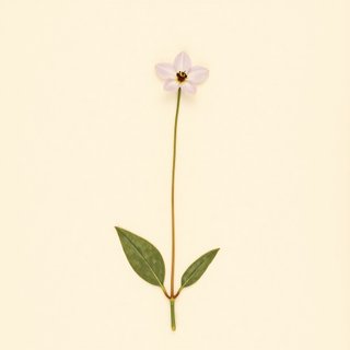 Commelina communis (Day Flower) — botanical photograph