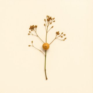 Cordeauxia edulis (Yeheb Yeheb nut) — botanical photograph