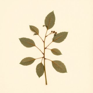 Cornus sessilis (Blackfruit dogwood) — botanical photograph