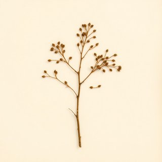 Corylus jacquemontii (Indian Tree Hazel) — botanical photograph