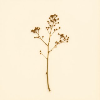Corylus x colurnoides (Trazel) — botanical photograph