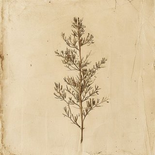 Corynocarpus spp. (Karaka) — botanical photograph