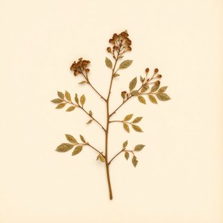 Crataegus baroussana (Tejocote) — botanical photograph