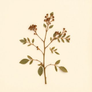 Crataegus festiva (Showy hawthorn) — botanical photograph
