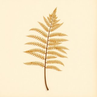 Cyathea dealbata (Tree Fern) — botanical photograph