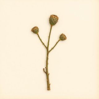 Cylindropuntia spp. (Cholla) — botanical photograph