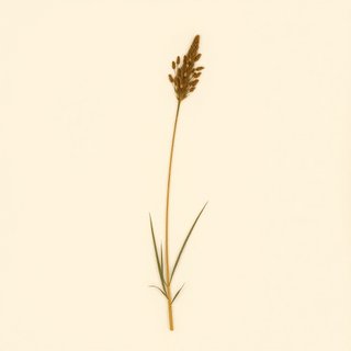 Cyperus aristatus (Cyperus aristatus) — botanical photograph
