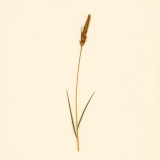 Cyperus distans (Slender Cyperus) — botanical photograph