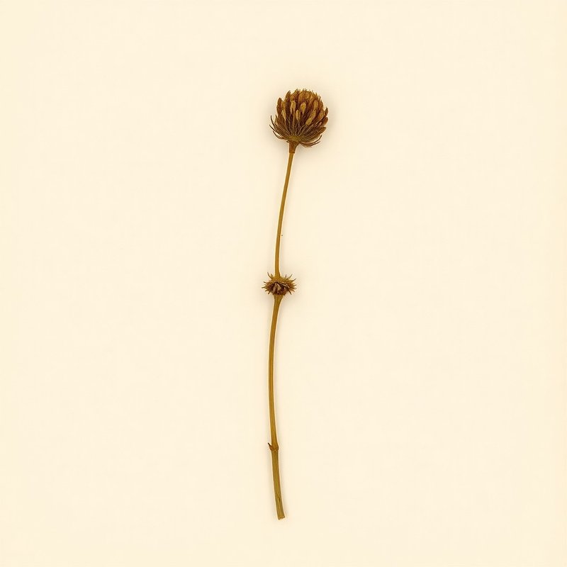 Cyperus esculentus (Tiger nut) — botanical photograph