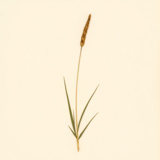 Cyperus setigerus (Lean flatsedge) — botanical photograph