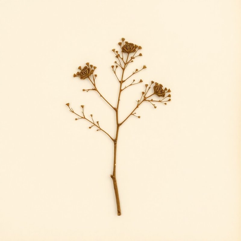 Dacrycarpus dacrydioides (Kahikatea) — botanical photograph