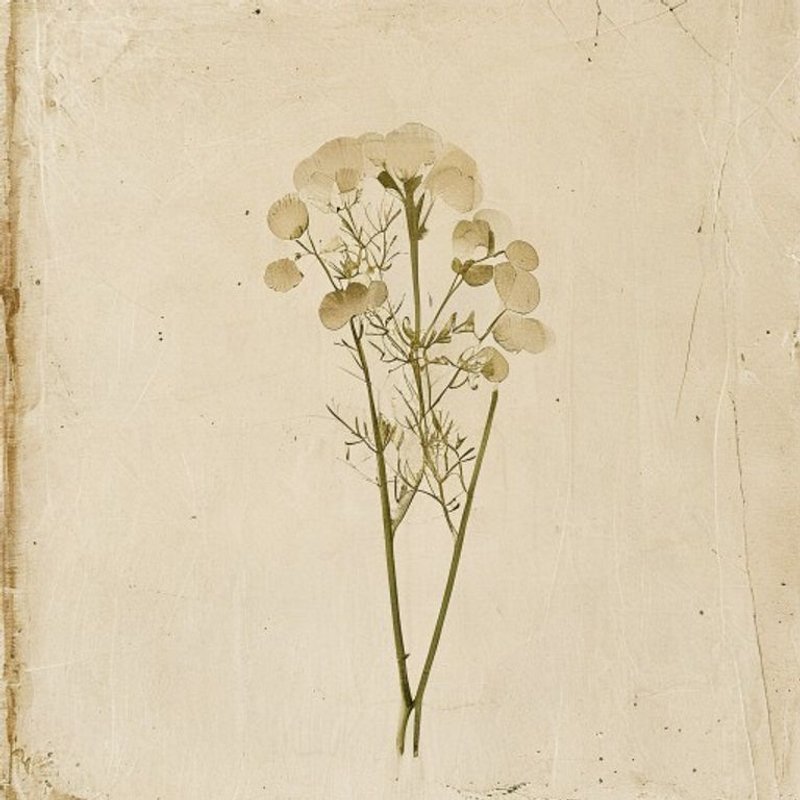White Prairie Clover