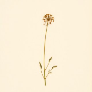 Dalea candida oligophylla (White Prairie Clover) — botanical photograph