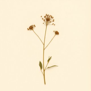 Damasonium alisma (Damasonium alisma) — botanical photograph