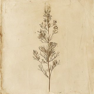 Dasylirion simplex (Dasylirion simplex) — botanical photograph