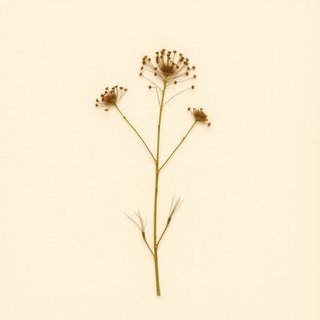 Dasylirion texanum (Dasylirion texanum) — botanical photograph
