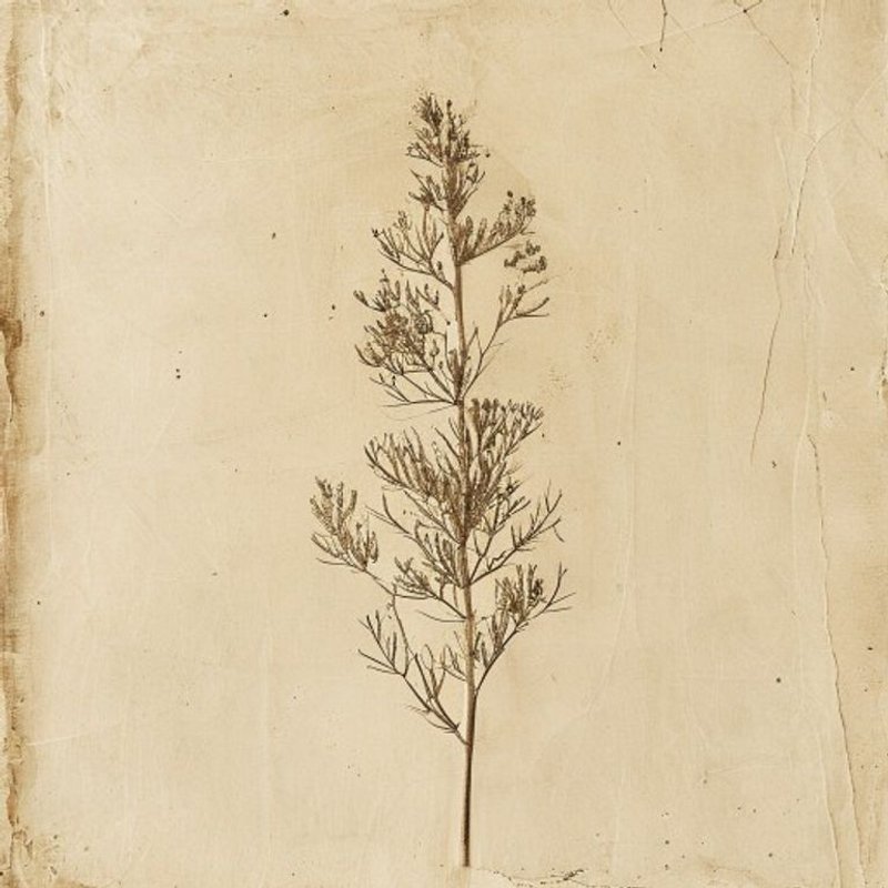 Dasylirion wheeleri (Dasylirion wheeleri) — botanical photograph