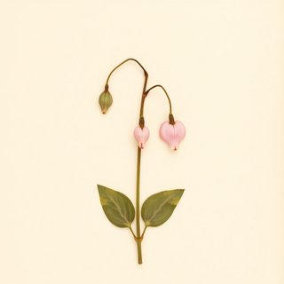 Dicentra spectabilis (Bleeding Heart) — botanical photograph