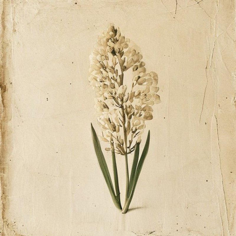 Wild Hyacinth