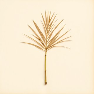 Dictyosperma album (Hurricane Palm) — botanical photograph