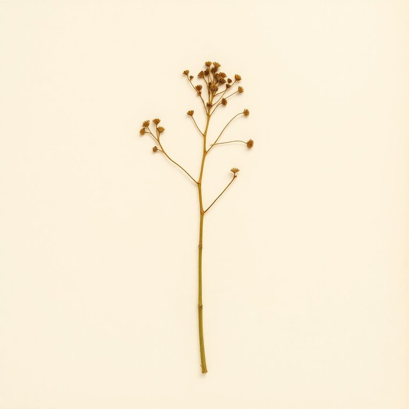 Dioscorea bulbifera (Aerial Yam) — botanical photograph