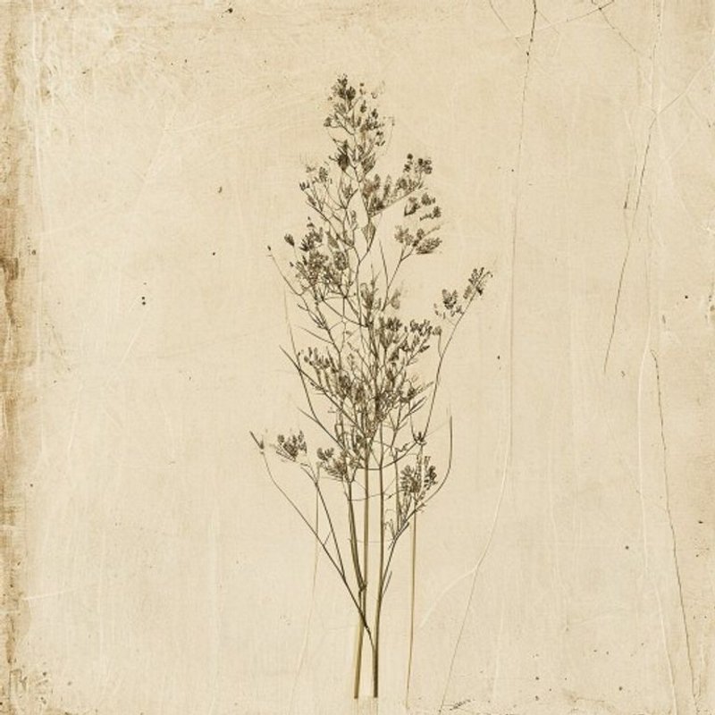 Wall Whitlow Grass