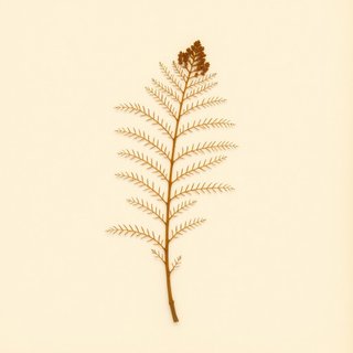 Dryopteris crassirhizoma (Crown Wood-Fern) — botanical photograph