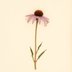 Echinacea purpurea (Echinacea) — botanical photograph